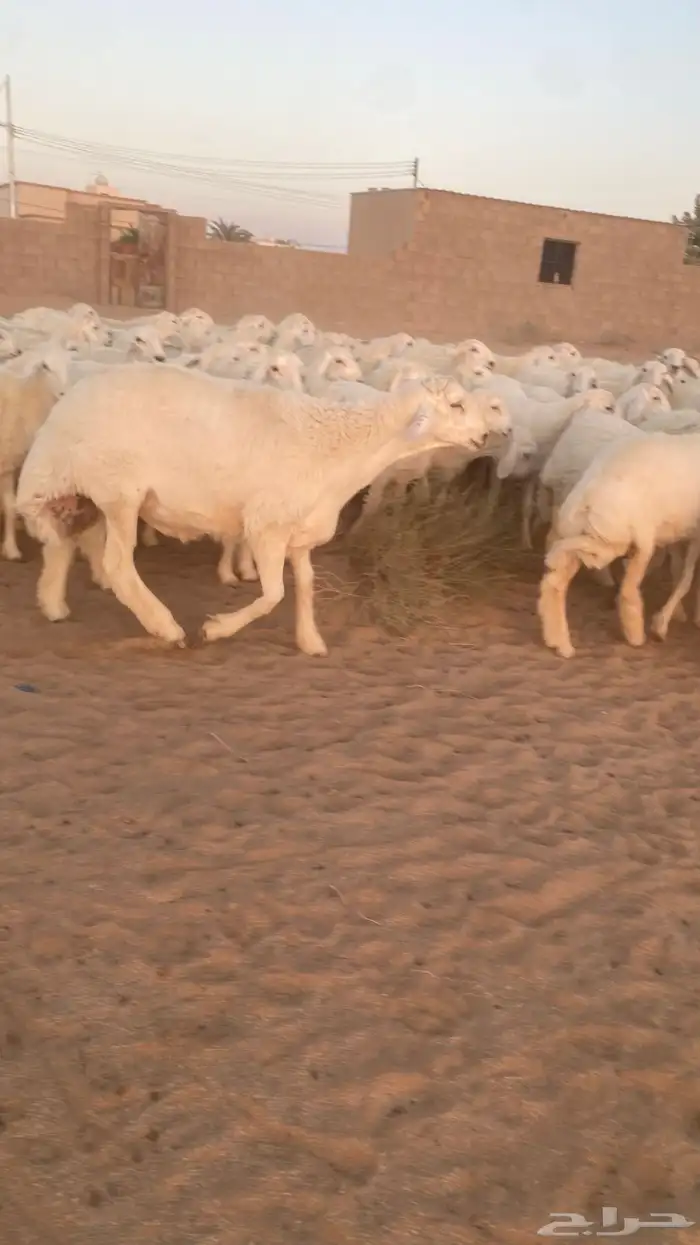 رخال حرش 4