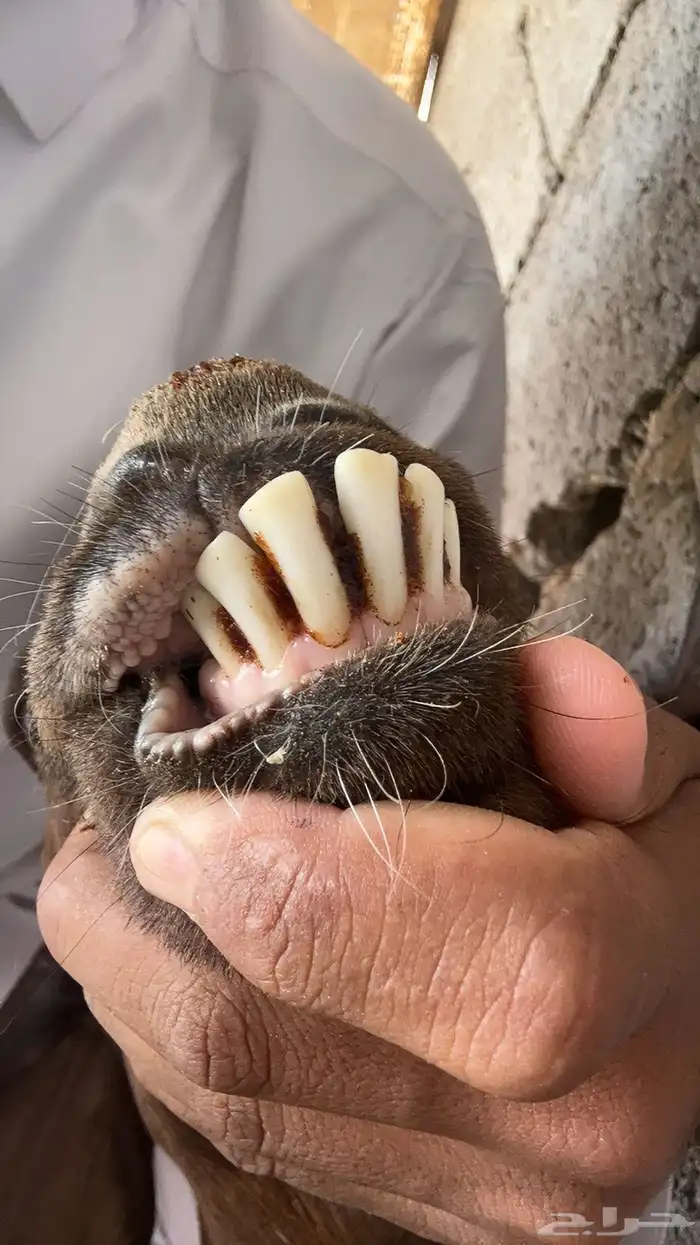 معزا سوريات 7