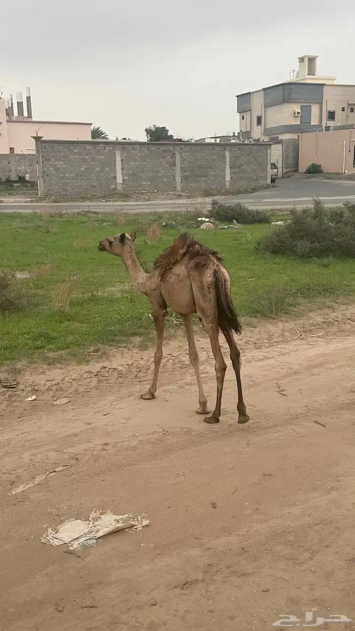 بكرة للتربية والضيار 0