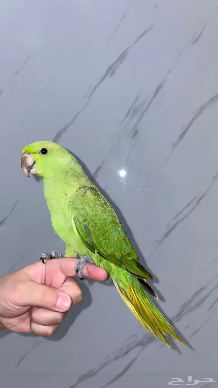 ببغاء درة 0