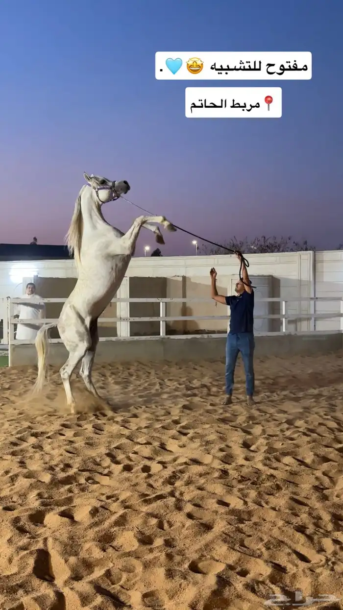 إيواء وجميع خدمات الخيل في ( مربط الحاتم ) 2