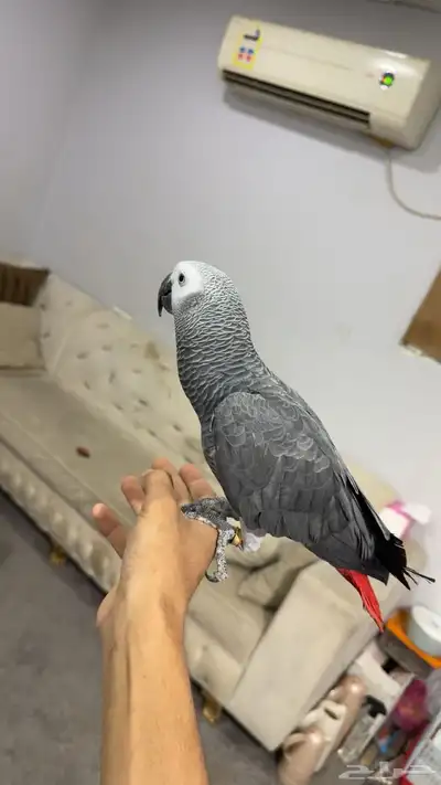 للبيع كاسكو index