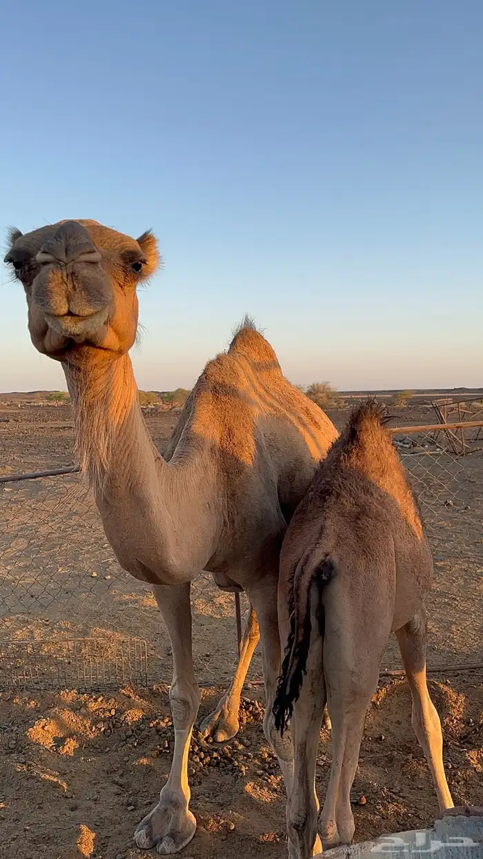 ناقتين فطر بعيالها 3