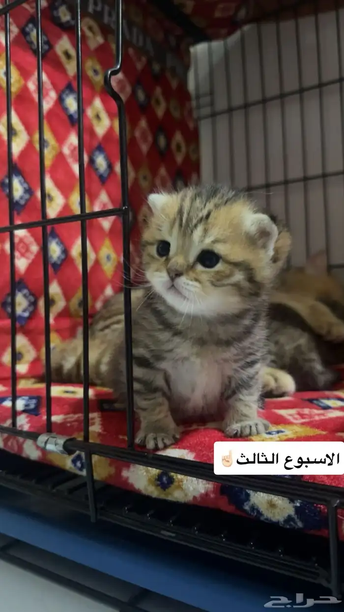 coming soon سكوتش للبيع 5