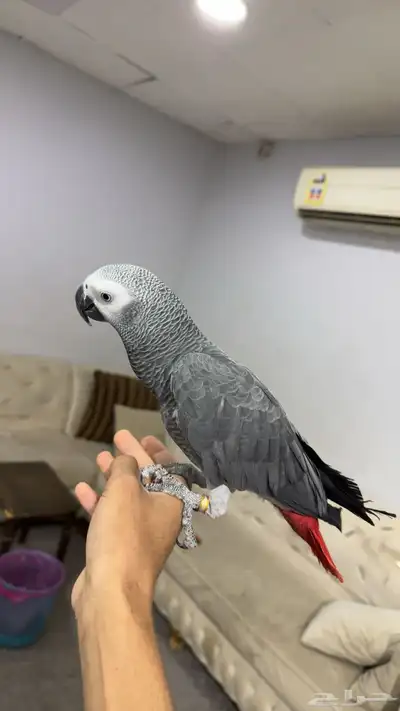 للبيع كاسكو index