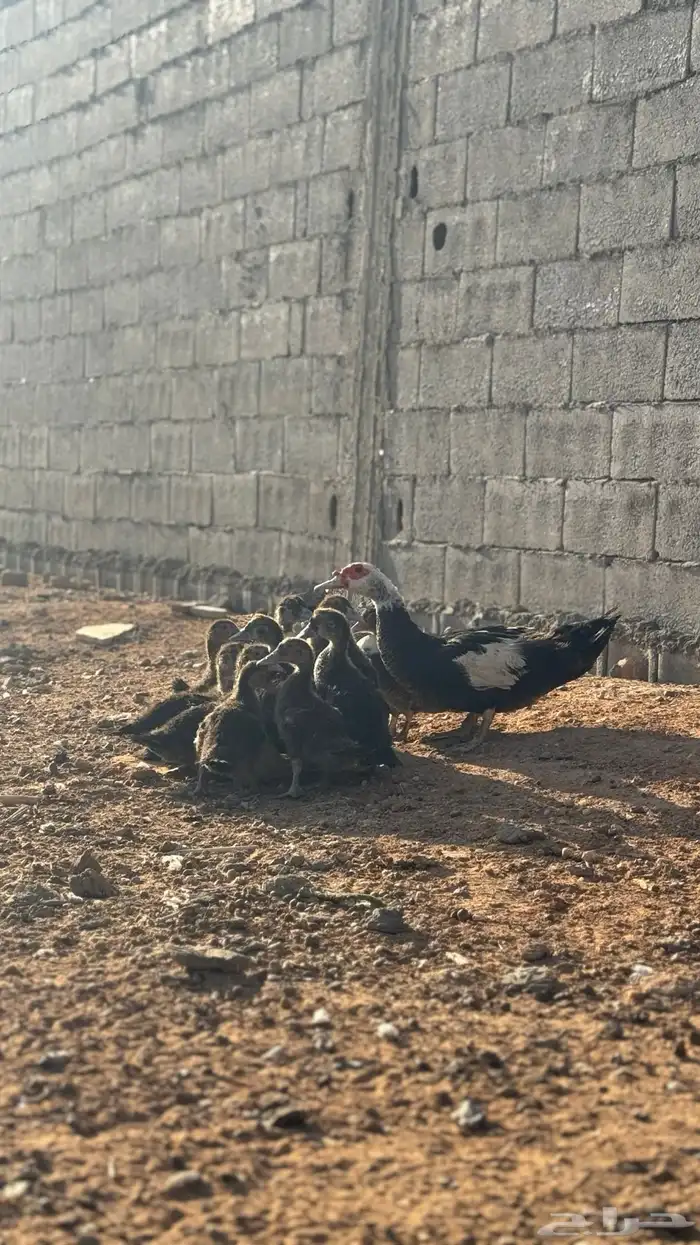 بطه مصري 1