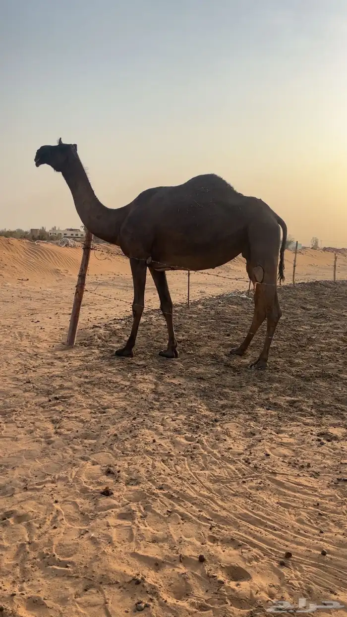 لقحه مجهم طيبه 2