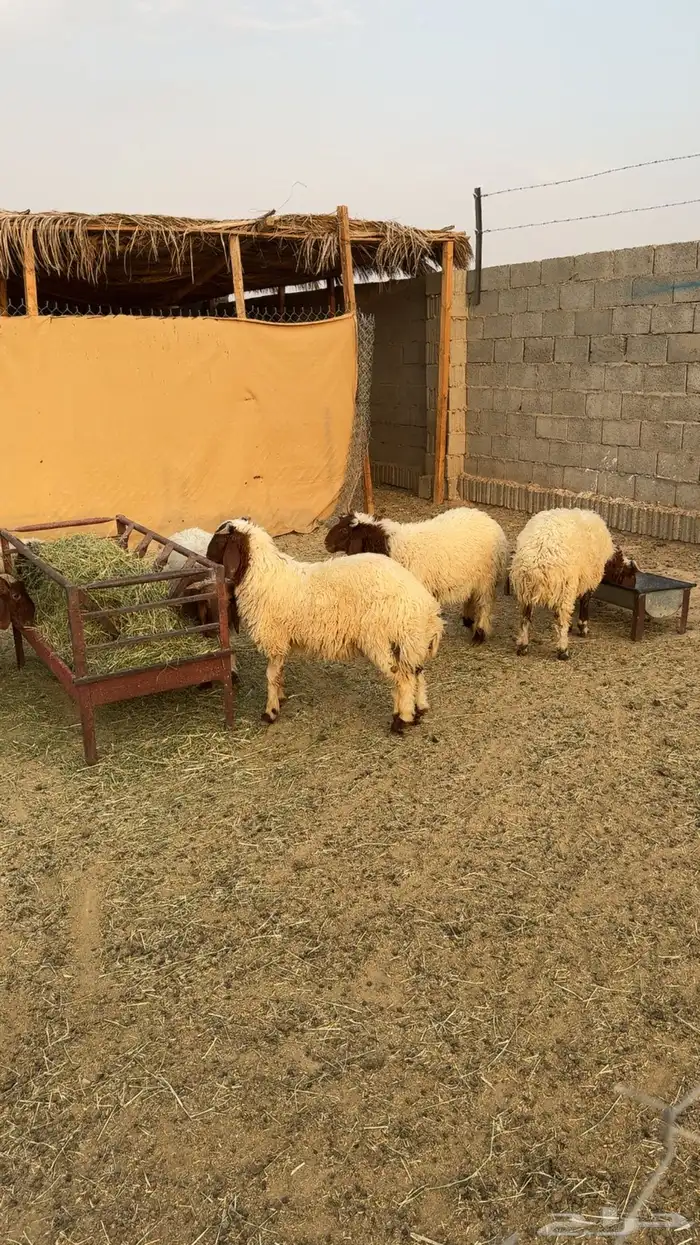 نعيم ثلاجه هرفي 0