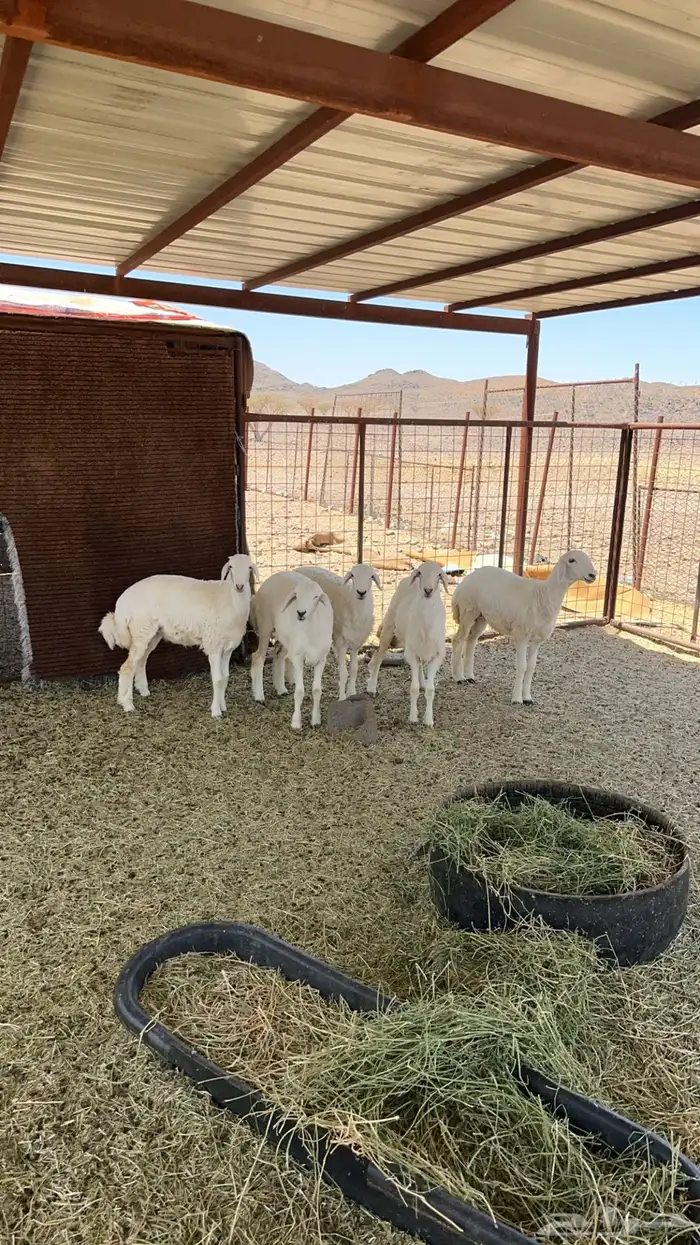 5 رخال صنف شعره وطرف وشكل 3