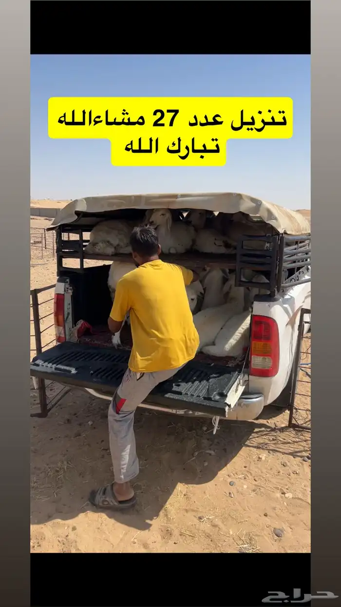 نقل حلال ابوتركي المزاحميه 13