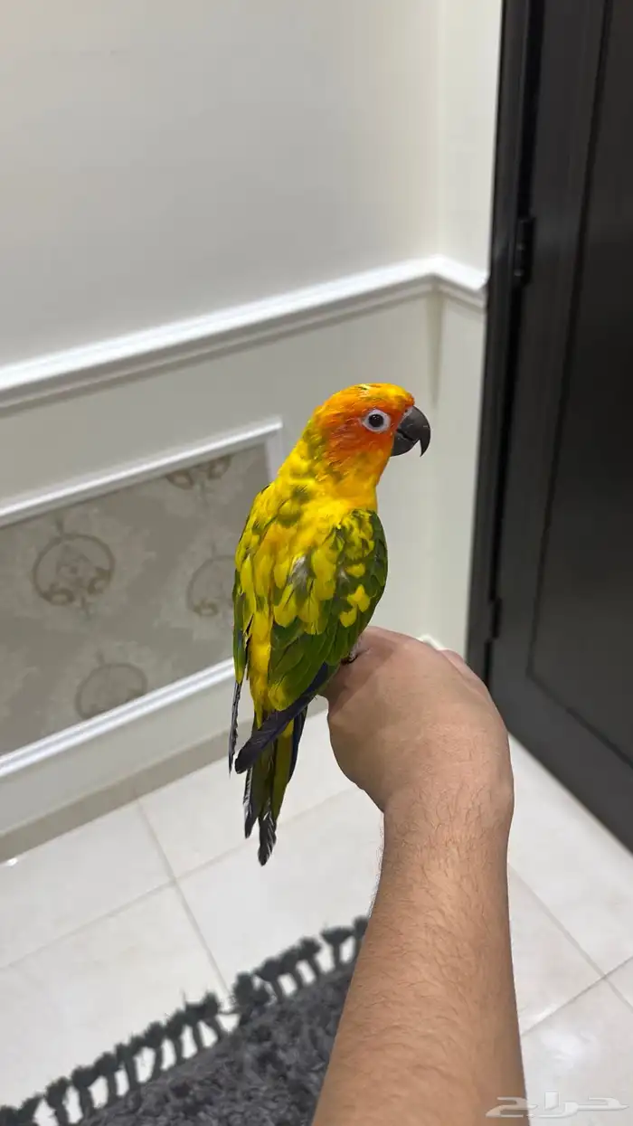 صن كنيور اليف وهدد ومتكلم ( تم البيع) 2