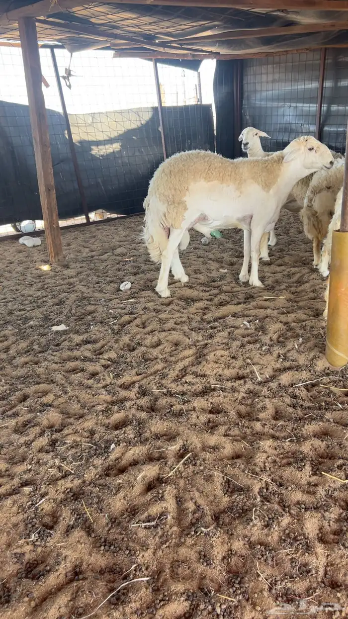 فحل صنف جذع مشروط 4