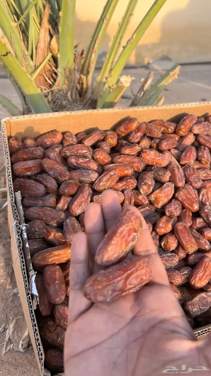 تمر مبروم صفري 1