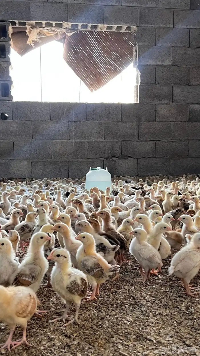 صوص بلدي ريالين ونص 4