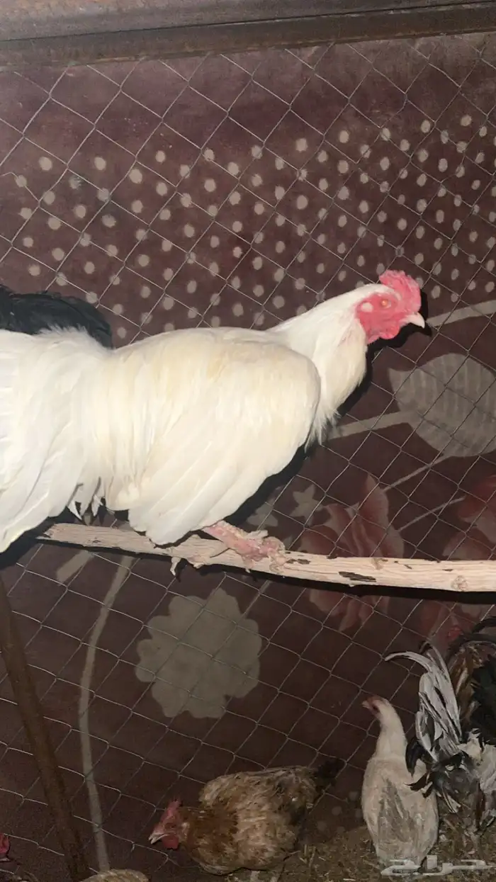 ديك مهجن على شرط 1