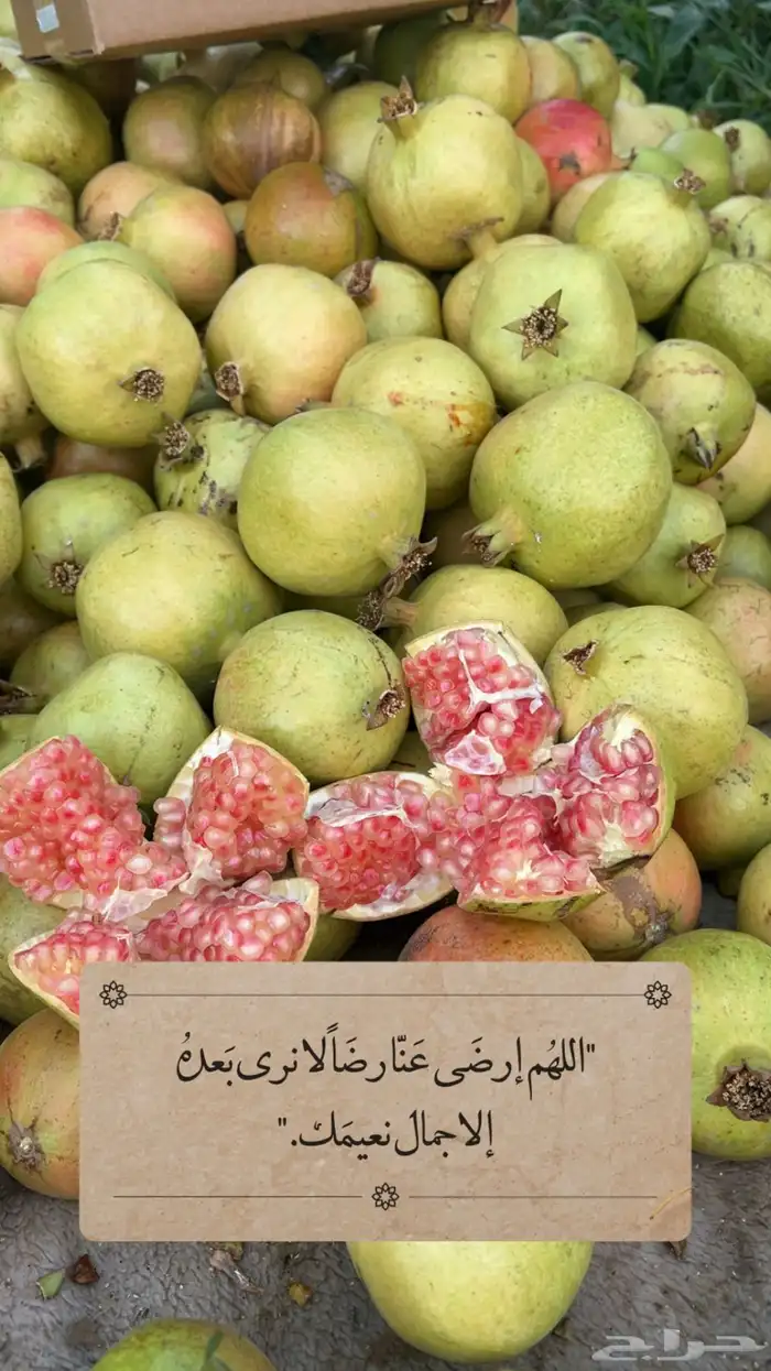 رمان الباحه بيده توصيل مجاني 2