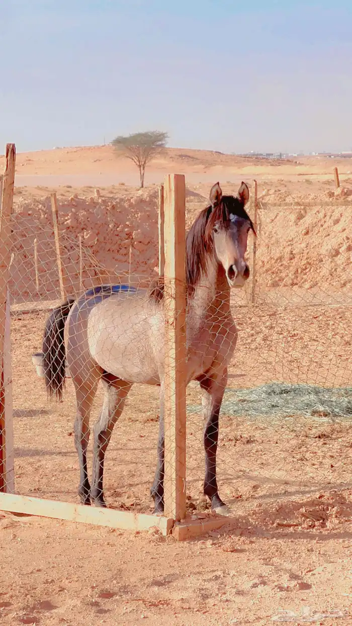 مهره شعبيه كفو 0