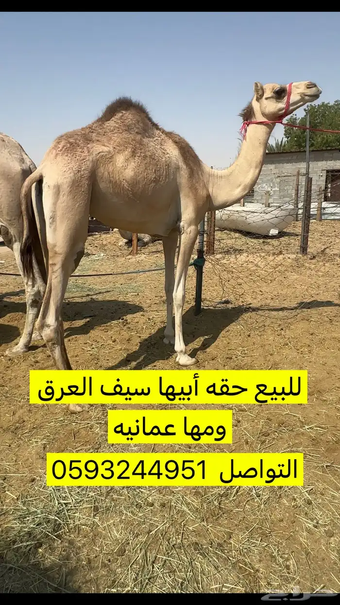 للبيع 0