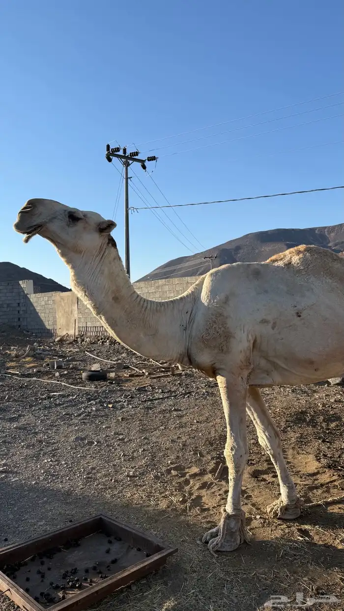 بعير مزيون 5