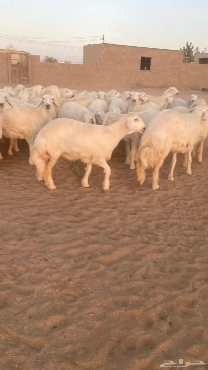 رخال حرش 5