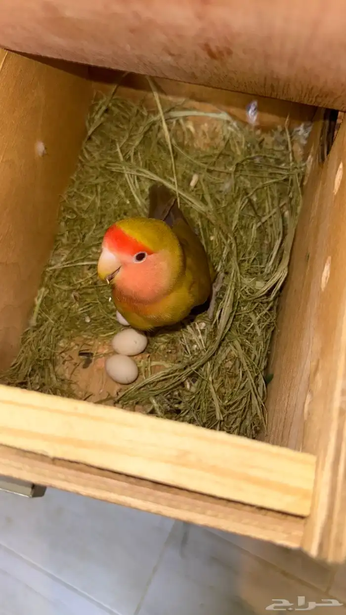 زوج روز 4