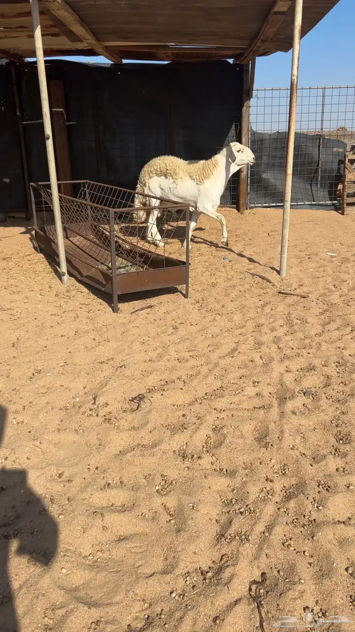 فحل صنف جذع مشروط 2