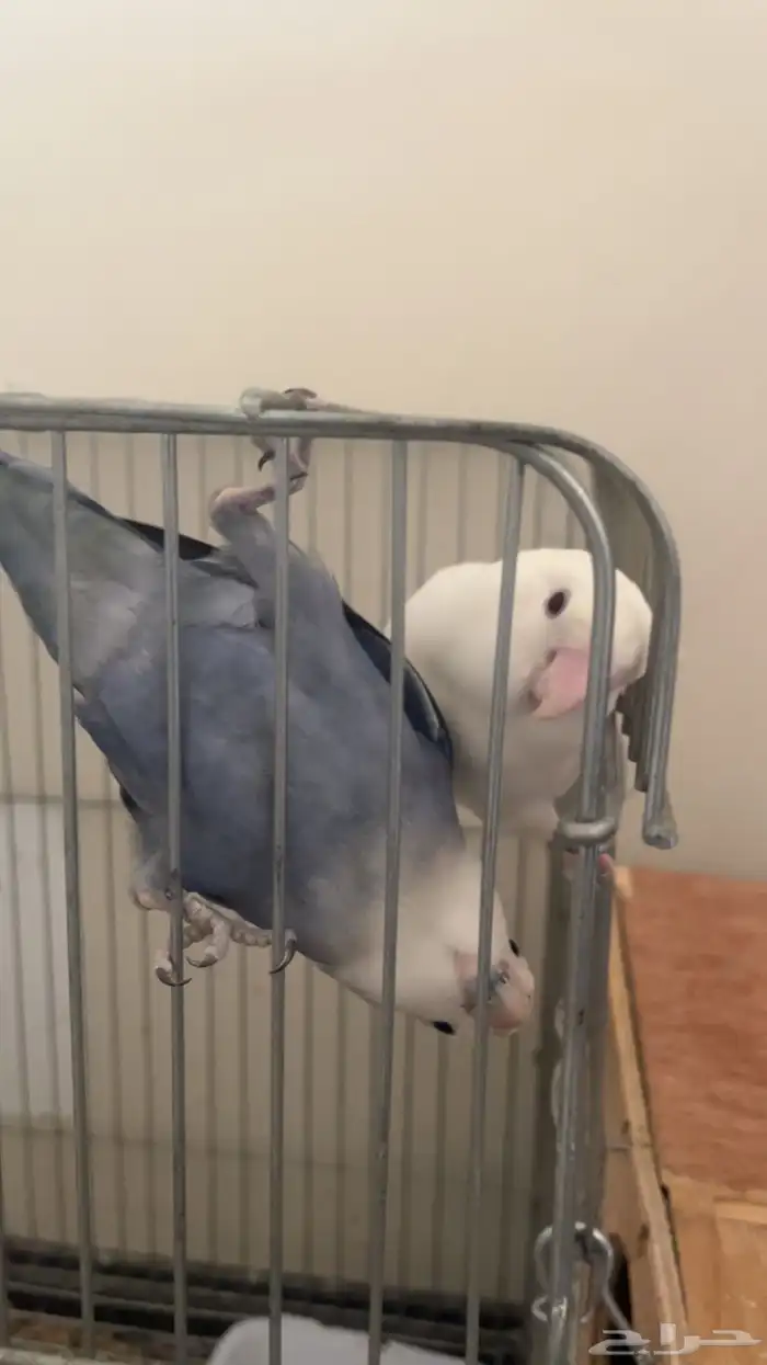 روز جوز لي البيع 0