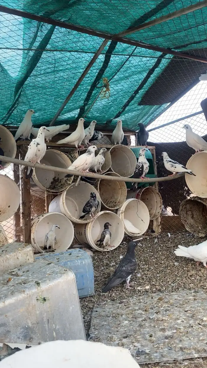 حمام 1