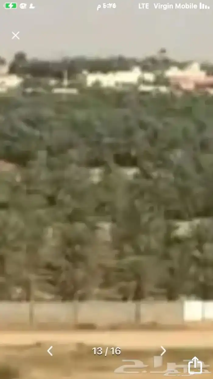 مستثمر مطور اشجار ونخيل 2