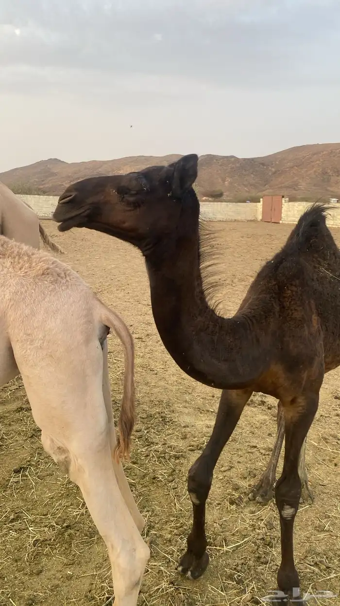 بكره كفو لباني 2