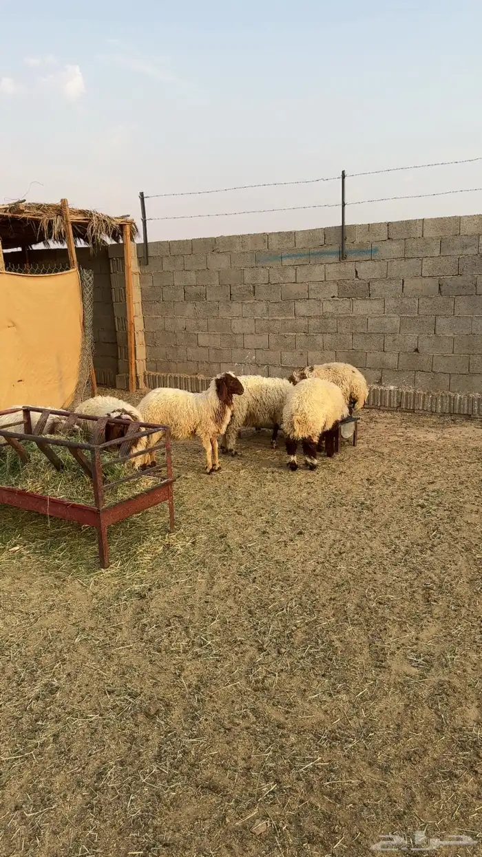 نعيم ثلاجه هرفي 3