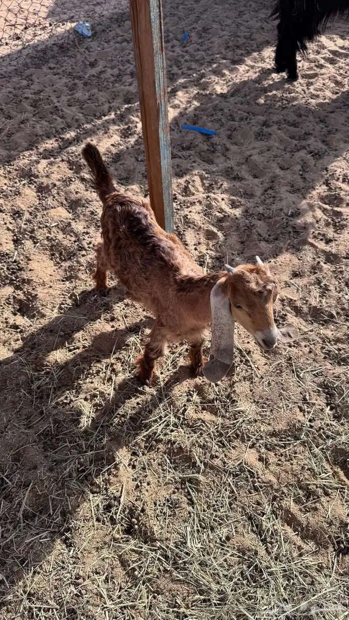 معزا عوارض معها فحلها 3