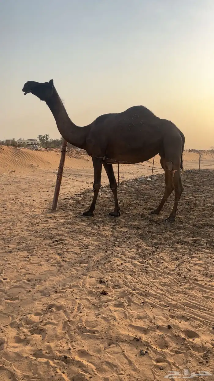 لقحه مجهم طيبه 1
