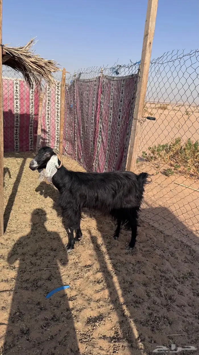 معزا عوارض معها فحلها 1
