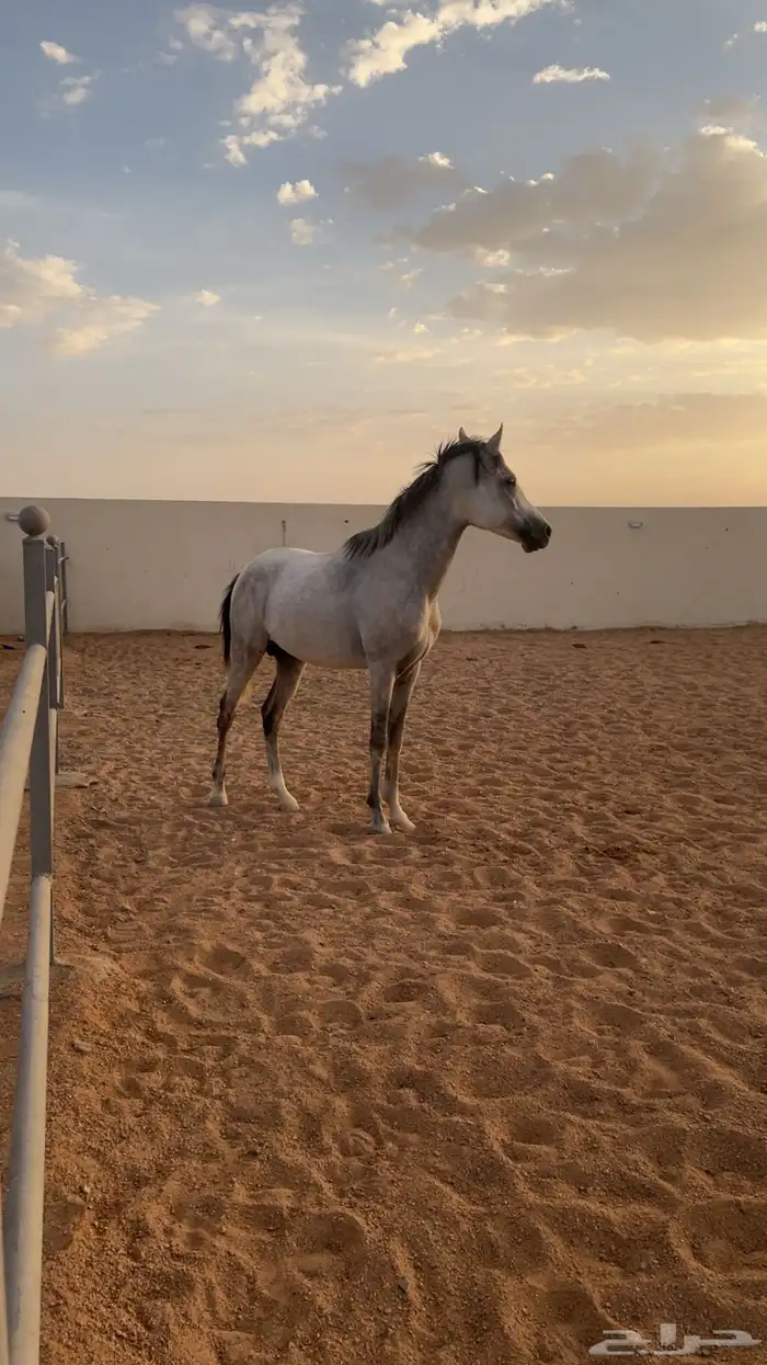 حصان شعبي بطل 0