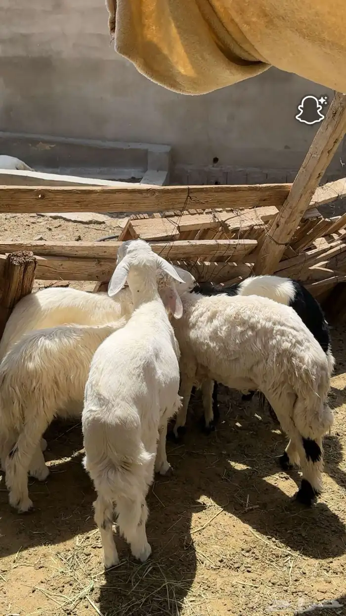 خرفان بلديه 1