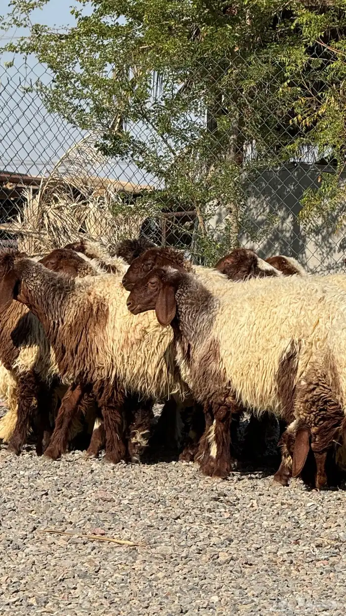 رخال نعيم صنف فاخره 0