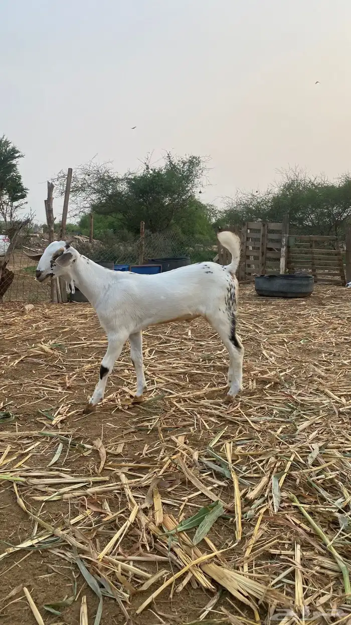 مشروع مسلب 2