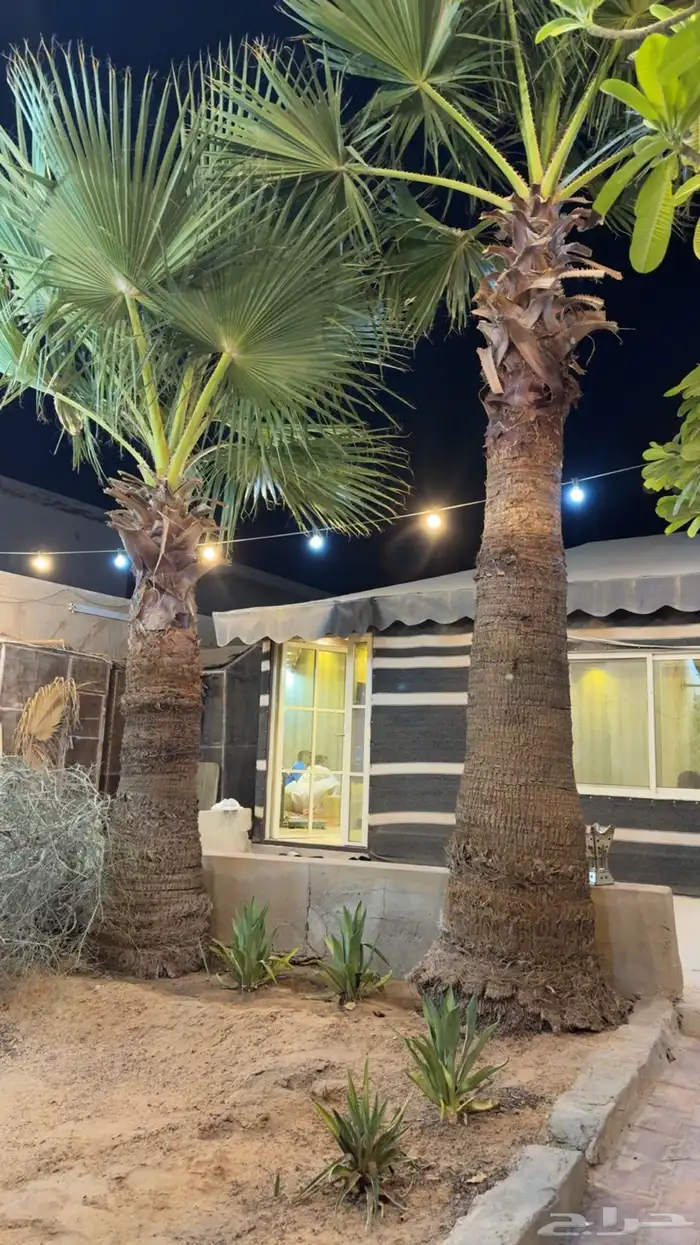نخل وشنطني 1