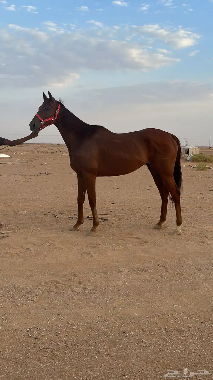 حصان بطل 1