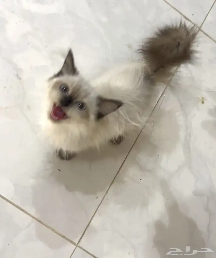 قطو شيرازي هيملايا للبيع 3
