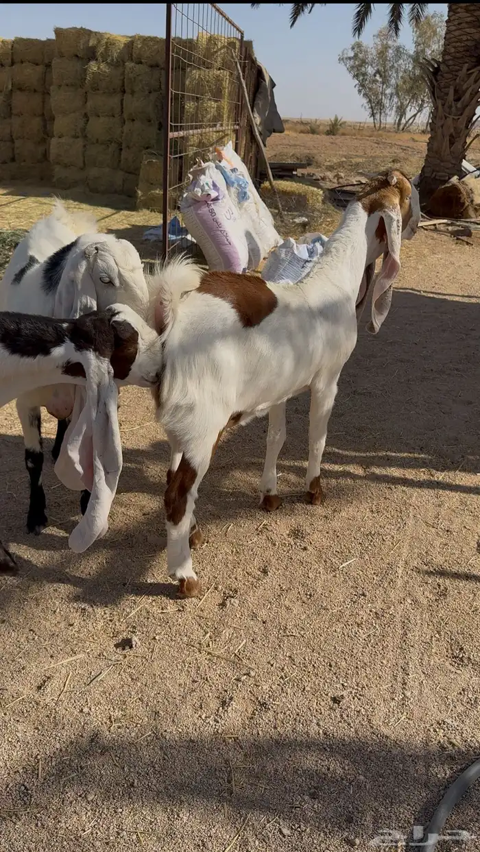 تم البيع 2