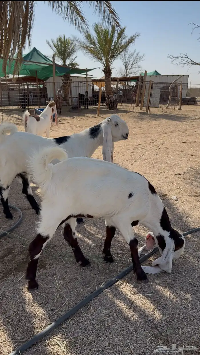 تم البيع 0