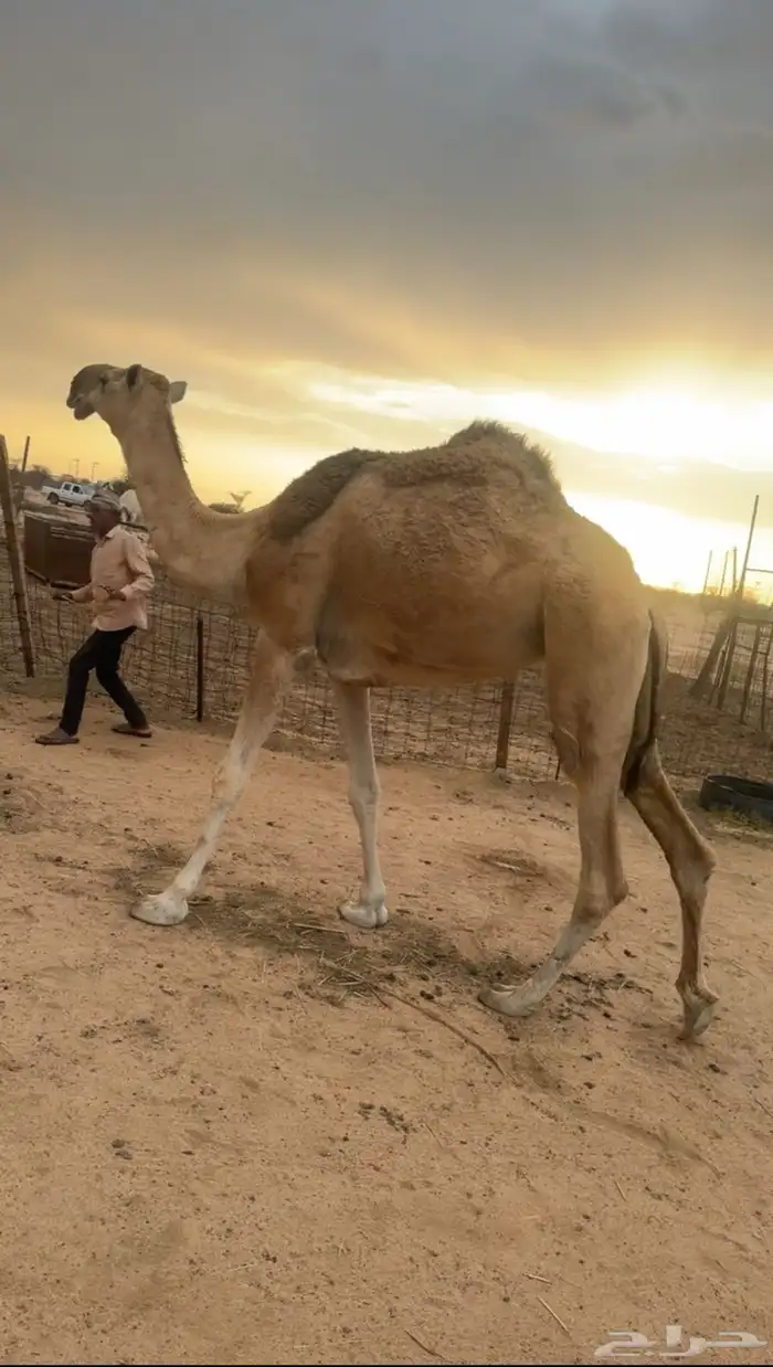 ضريبه حمراء 1
