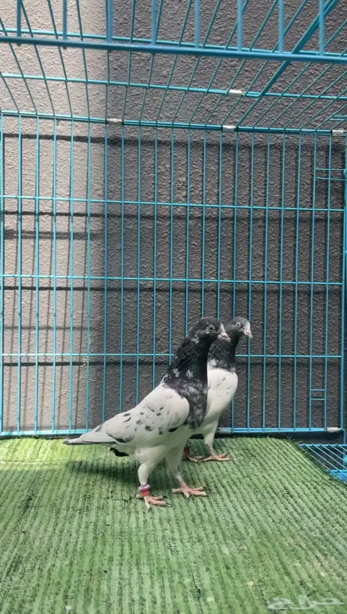حمام باكستاني 0