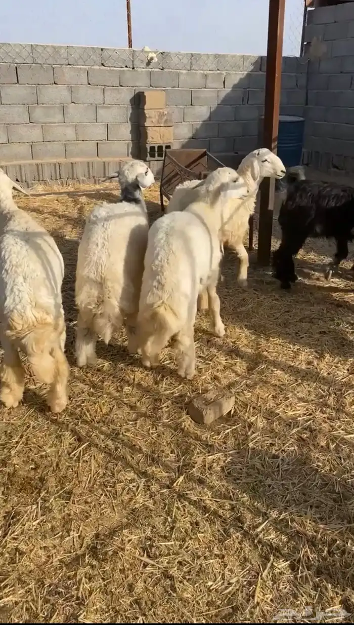 ذبايح طليان حري 1