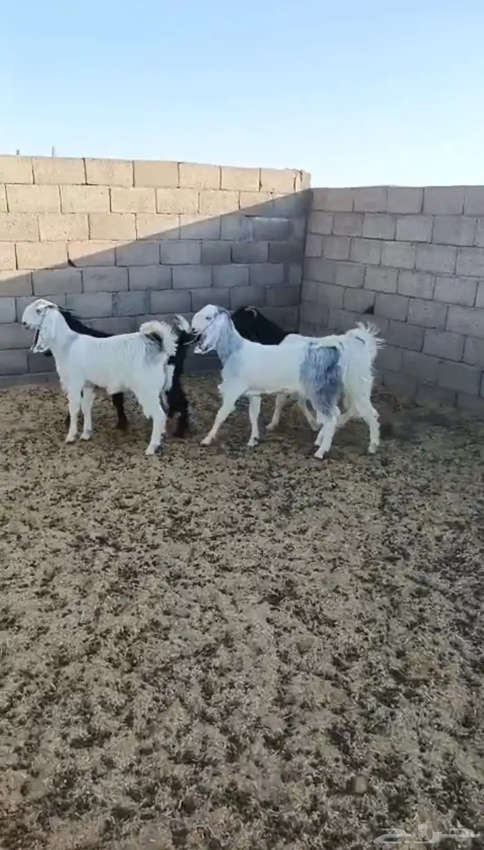 جفار 0