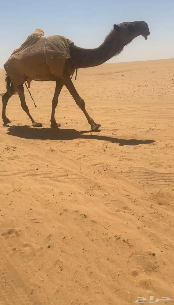 لقحه الشعلا الكفو 0