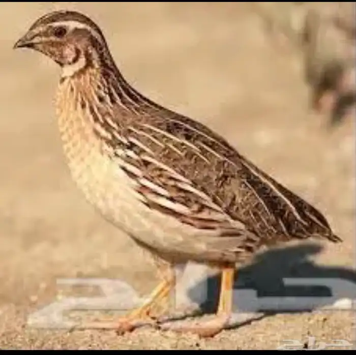 للبيع سمان فري منتج وعمر شهر وعمر اسبوع 0