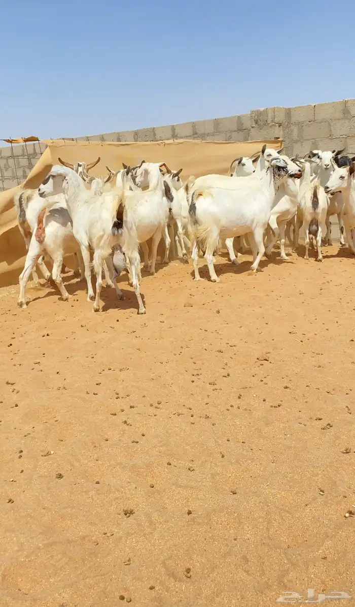 معزا بيشيات خلفات 21 تحتها 21 5